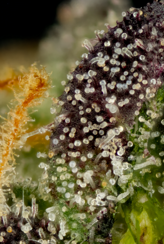 normal to late harvest trichomes