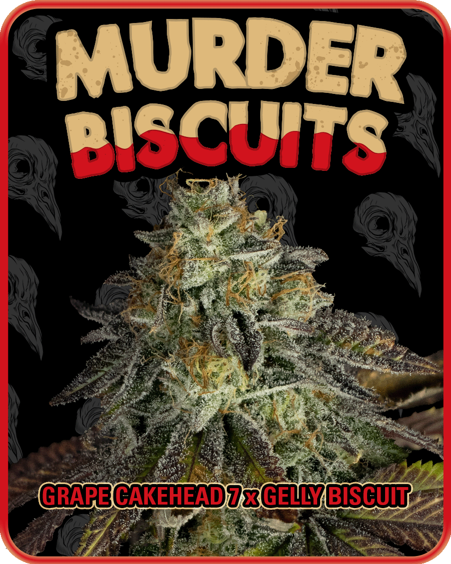 murder biscuit, illustration box art