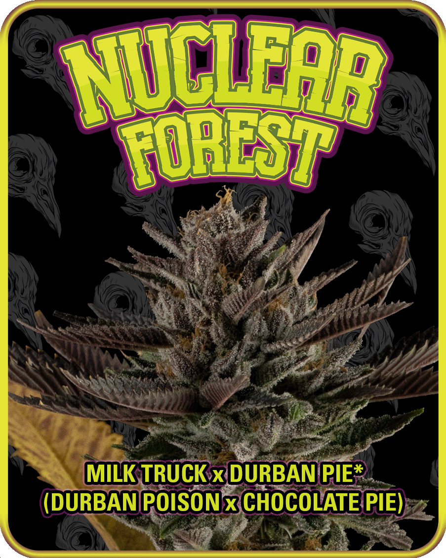 nuclear forest, illustration box art